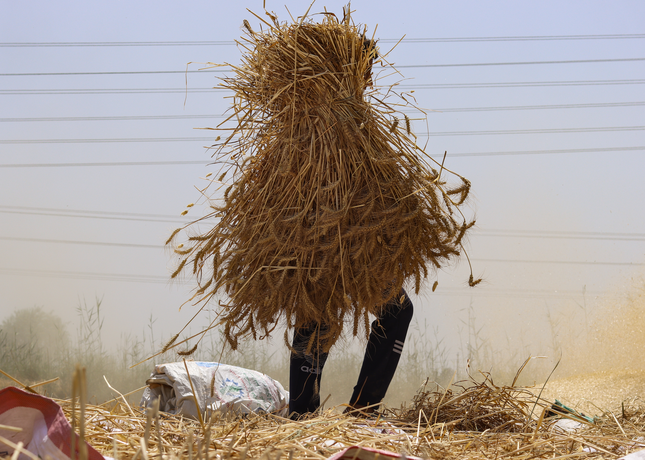Agriculture